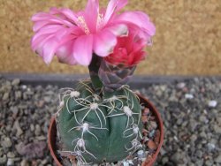 Gymnocalycium denudatum Jan Šuba, pot 6,5 cm - 12404905