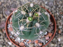 Gymnocalycium denudatum Jan Šuba, pot 6,5 cm - 12404907
