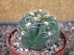 Gymnocalycium denudatum Jan Šuba, pot 6,5 cm - 12404908