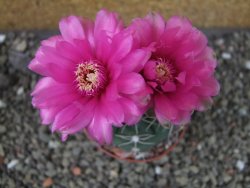 Gymnocalycium denudatum Jan Šuba, pot 6,5 cm - 12404910