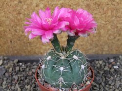 Gymnocalycium denudatum Jan Šuba, pot 6,5 cm - 12404911