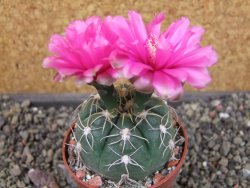 Gymnocalycium denudatum Jan Šuba, pot 6,5 cm - 12404912