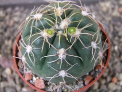 Gymnocalycium denudatum Jan Šuba, pot 6,5 cm - 12404913