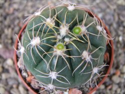 Gymnocalycium denudatum Jan Šuba, pot 6,5 cm - 12404914