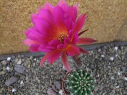 Echinopsis hybrid pot 5,5 cm - 12404923
