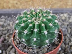Echinopsis hybrid pot 5,5 cm - 12404925
