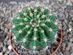 Echinopsis hybrid pot 5,5 cm - 12404926