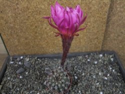 Echinopsis hybrid pot 5,5 cm