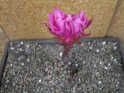 Echinopsis hybrid pot 5,5 cm - 12404934