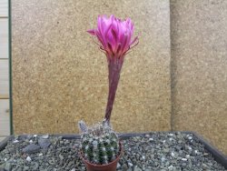 Echinopsis hybrid pot 5,5 cm - 12404935
