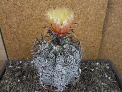 Astrophytum capricorne major XXL, pot 9 cm