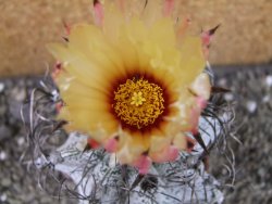 Astrophytum capricorne major XXL, pot 9 cm - 12404938