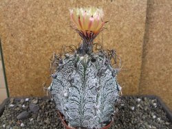 Astrophytum capricorne major XXL, pot 9 cm - 12404939