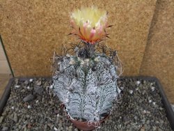 Astrophytum capricorne major XXL, pot 9 cm - 12404940