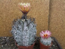 Astrophytum capricorne major XXL, pot 9 cm - 12404941