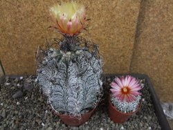Astrophytum capricorne major XXL, pot 9 cm - 12404942