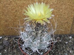 Astrophytum capricorne major XL, pot 9 cm