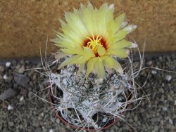 Astrophytum capricorne major XL, pot 9 cm - 12404944