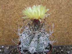 Astrophytum capricorne major XL, pot 9 cm - 12404945