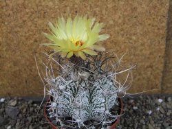 Astrophytum capricorne major XL, pot 9 cm - 12404946