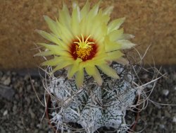 Astrophytum capricorne major XL, pot 9 cm - 12404947