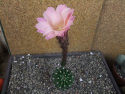 Echinopsis hybrid pot 5,5 cm