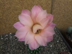 Echinopsis hybrid pot 5,5 cm - 12404960