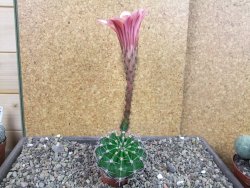 Echinopsis hybrid pot 5,5 cm - 12404961