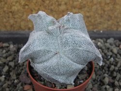 Asrophytum coahuilense Hakuran quadricostatum, pot 5,5 cm - 12404964