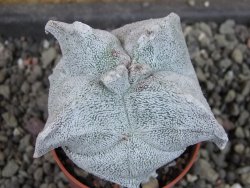 Asrophytum coahuilense Hakuran quadricostatum, pot 5,5 cm - 12404966