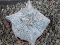 Asrophytum coahuilense Hakuran quadricostatum, pot 5,5 cm - 12404967