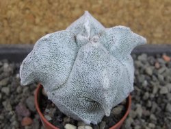 Asrophytum coahuilense Hakuran quadricostatum, pot 5,5 cm - 12404969