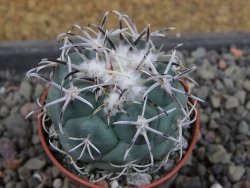 Coryphantha poselgeriana valida El Hundido pot 5,5 cm