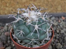 Coryphantha poselgeriana valida El Hundido pot 5,5 cm - 12404971