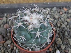 Coryphantha poselgeriana valida El Hundido pot 5,5 cm - 12404972