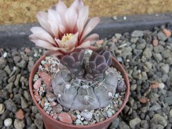 Gymnocalycium prochazkianum select, pot 5,5 cm