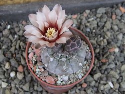 Gymnocalycium prochazkianum select, pot 5,5 cm - 12404974