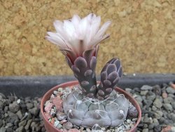 Gymnocalycium prochazkianum select, pot 5,5 cm - 12404975