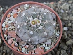 Gymnocalycium prochazkianum select, pot 5,5 cm - 12404976