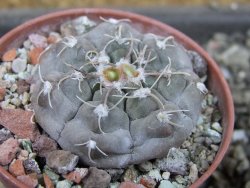 Gymnocalycium prochazkianum select, pot 5,5 cm - 12404977