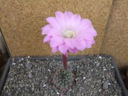 Echinopsis hybrid pot 5,5 cm - 12404978