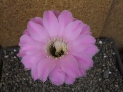 Echinopsis hybrid pot 5,5 cm - 12404979