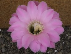 Echinopsis hybrid pot 5,5 cm