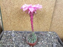 Echinopsis hybrid pot 5,5 cm - 12404981
