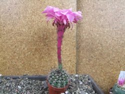 Echinopsis hybrid pot 5,5 cm - 12404982