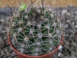 Echinopsis hybrid pot 5,5 cm - 12404983