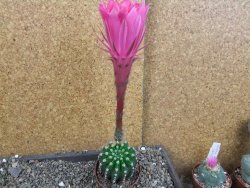 Echinopsis hybrid pot 7 cm - 12404984