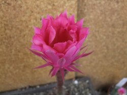 Echinopsis hybrid pot 7 cm - 12404985