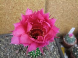 Echinopsis hybrid pot 7 cm
