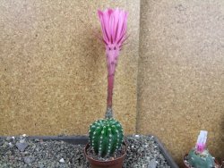 Echinopsis hybrid pot 7 cm - 12404987